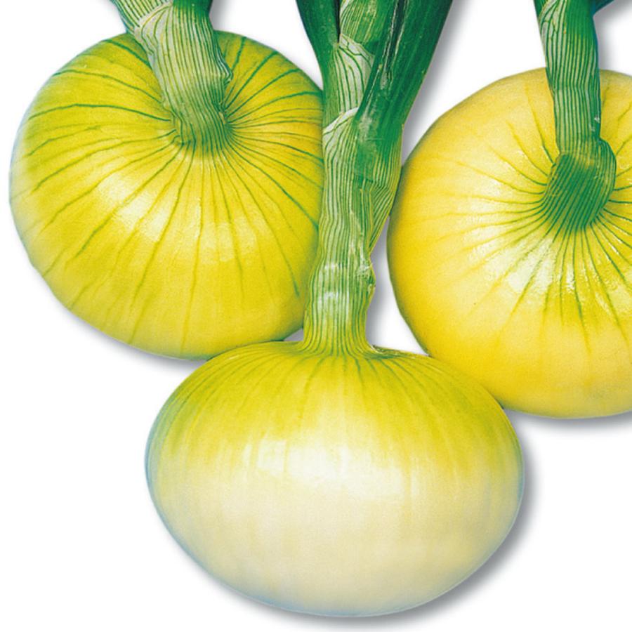 国華園 種 野菜たね タマネギ （超極早生）たま一郎 1袋（2ml） 爆買