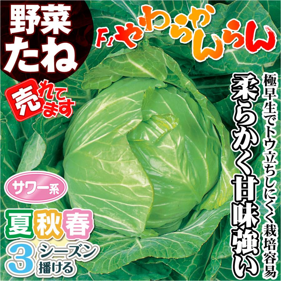種 野菜たね キャベツ F1やわらかんらん 1袋（3ml） 甘藍 野菜の種 国