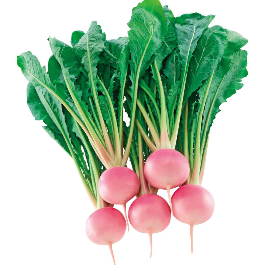 最大50%オフ!最大50%オフ!カブ 種 たね F1桃寿 1袋(1ml)蕪 蕪 野菜たね YTC29 根菜、豆類、もやし カブ 種 たね F1CRおおとろ蕪 1袋(3ml) 蕪 野菜たね