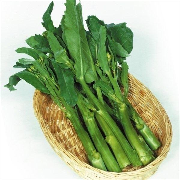 カイラン 芥藍 タネ 中国野菜 カイラン 1袋(5ml) 種 野菜たね