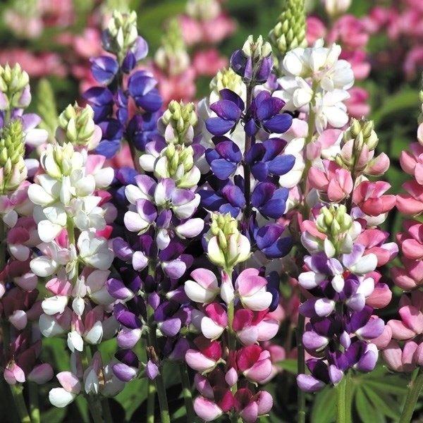 種 花たね ルピナス アバルンミックス 1袋 300mg 再入荷