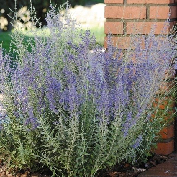 種 花たね ロシアンセージ ブルースティール 1袋 15粒 Segurosaurora Com