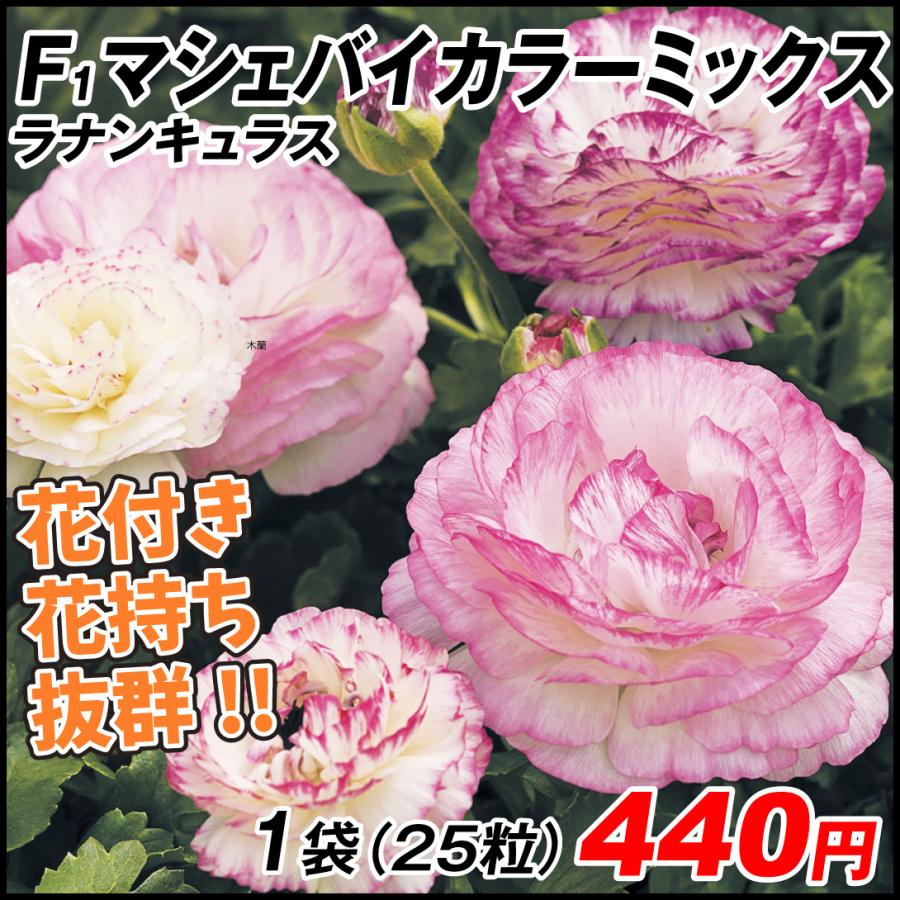 ブランド品 ラナンキュラス 種 F1マシェバイカラーミックス 1袋 25粒 ラナンキュラスの種 ラナンキュラスの花 花たね 花の種 種子 タネ 国華園
