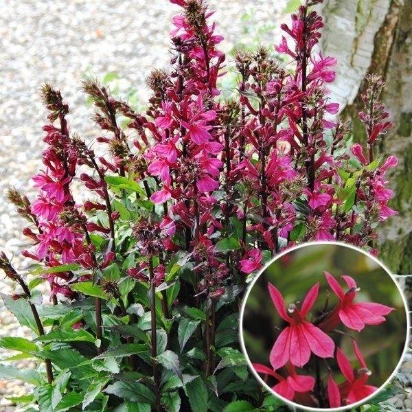 種 花たね 宿根ロベリア F1スターシップ ローズ 1袋 15粒 19n P7 0061 花と緑 国華園 通販 Yahoo ショッピング