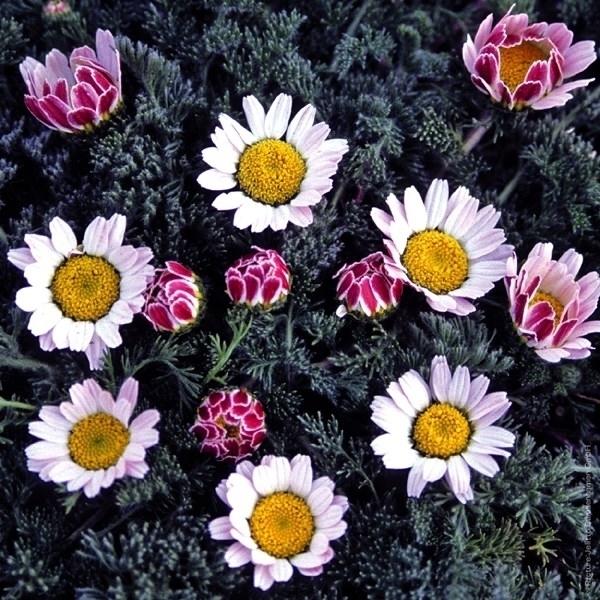 種 花たね アナキクルス イワコマギク シルバーキス 1袋 25粒 19n P7 0078 花と緑 国華園 通販 Yahoo ショッピング