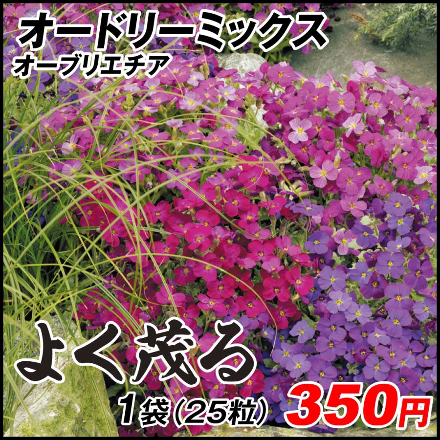 オーブリエチア 種 オードリーミックス 1袋 25粒 オーブリエチアの種 オーブリエチアの花 ムラサキナズナ 花の種 花たね 種子 タネ 国華園 19n P7 0080 花と緑 国華園 通販 Yahoo ショッピング