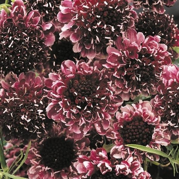 種 花たね スカビオサ ボジョレーボンネット 1袋 30粒 19n P7 0084 花と緑 国華園 通販 Yahoo ショッピング