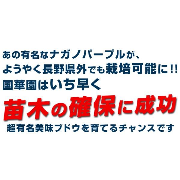 ブドウ 苗木 苗 ナガノパープルPVP 3株 / ぶどう 葡萄 ぶどうの木 ブドウの苗木 果樹苗 国華園 