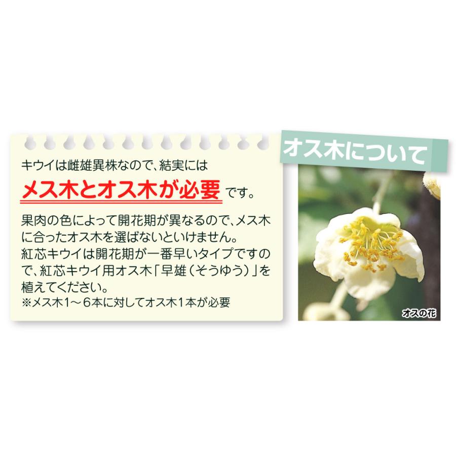国華園 果樹苗 キウイ 選抜紅妃＆早雄（紅芯用オス木） 2種2株 : 花と
