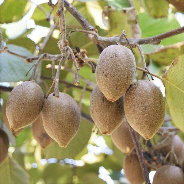 キウイ 東京ゴールドPVP＆孫悟空（黄肉用オス木） 2種2株 果樹苗 国