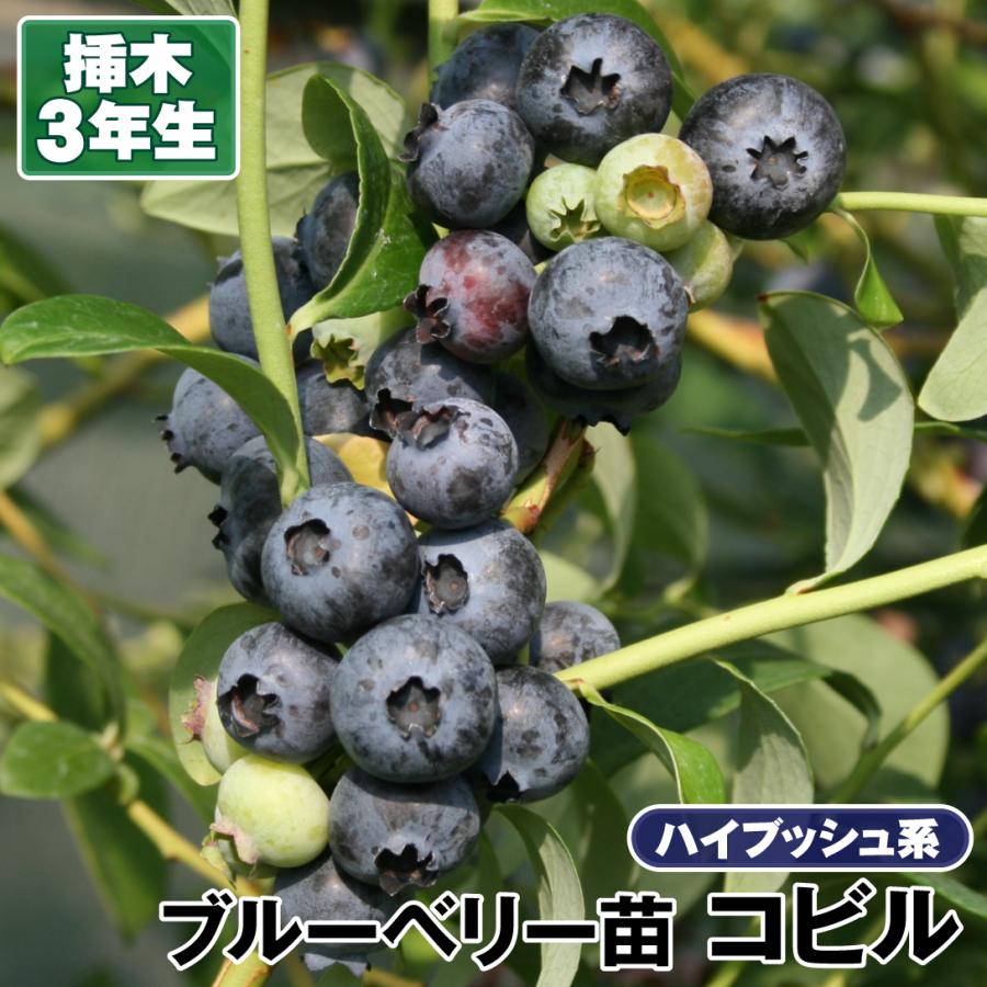 ブルーベリー 苗木 限定価格セール コビル 挿木3年生苗 1株 ハイブッシュ系 国華園 苗 果樹苗 ブルーベリーの木