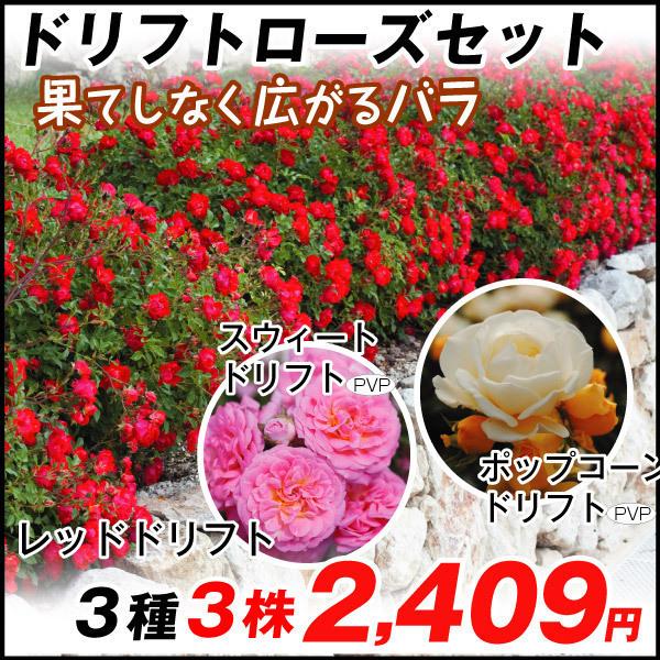 バラ苗 ドリフトローズセット 3種3株 10p4 0005 花と緑 国華園 通販 Yahoo ショッピング