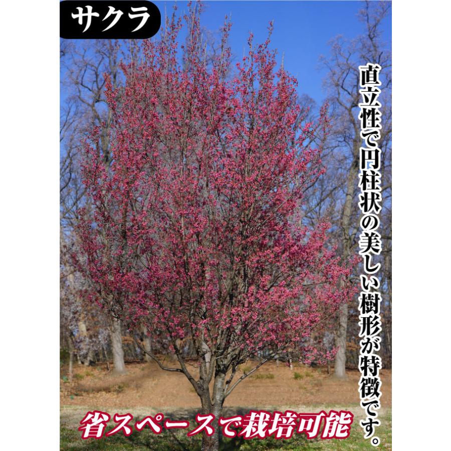 桜 苗木 ファーストレディーr 1株 桜の木 サクラ 花木 10p4 0007 花と緑 国華園 通販 Yahoo ショッピング