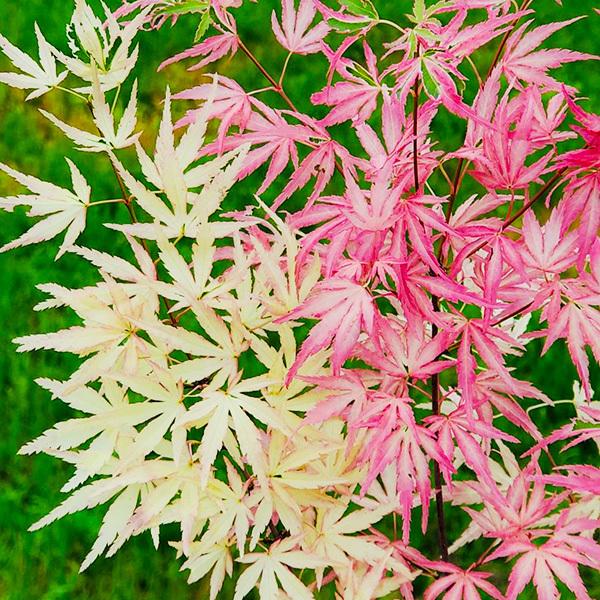 もみじ 苗 苗木 テイラー 1株 / 紅葉苗 紅葉の苗 モミジ苗