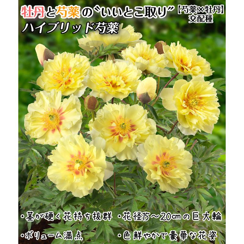 芍薬 苗 ハイブリッド芍薬 バートゼラ 1株 / ハイブリッド芍薬苗