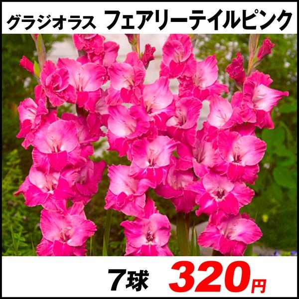 グラジオラス 球根 フェアリーテイルピンク 7球 春植え球根 グラジオラスの球根 国華園