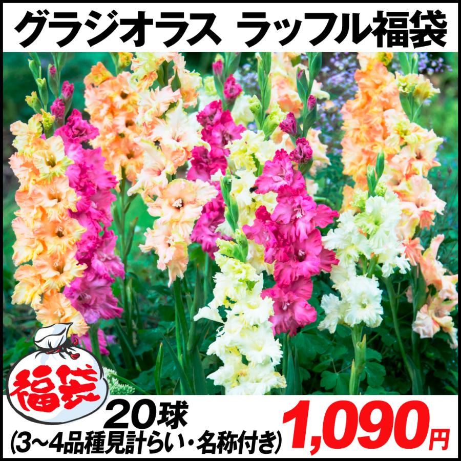 グラジオラス 球根 ラッフルグラジオラス ラッフル福袋 球 3 4品種見計らい 名称付き 春植え