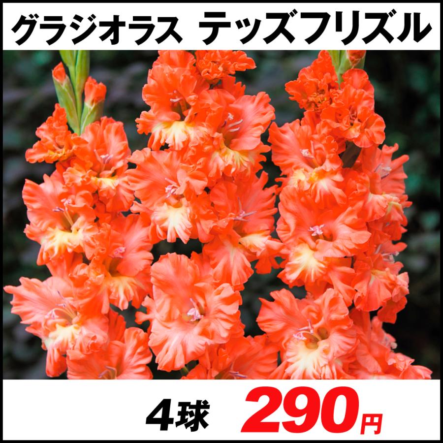 グラジオラス 球根 ラッフルグラジオラス テッズフリズル 4球 春植え球根 グラジオラスの球根 国華園 Preprod
