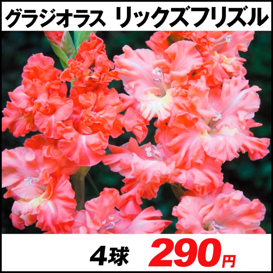 人気の春夏 グラジオラス 球根 ラッフルグラジオラス リックズフリズル 4球 春植え球根 グラジオラスの球根 国華園 Maruojigoku Com