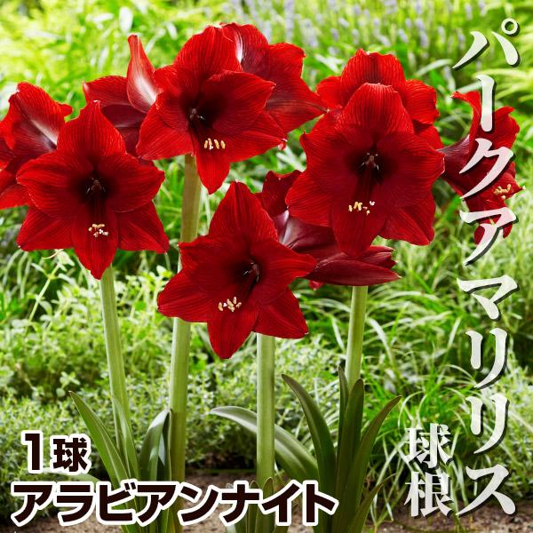 即納 最大半額 アマリリス 球根 パークアマリリス アラビアンナイト 1球 春植え球根 アマリリスの球根 国華園 Wantannas Go Id
