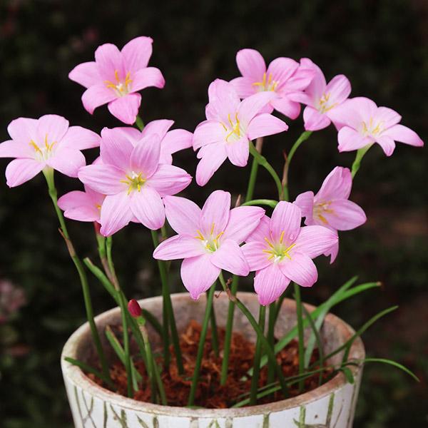 春植え球根 ゼフィランサス オレンジカウンティ 5球 国華園 P1 0180 花と緑 国華園 通販 Yahoo ショッピング