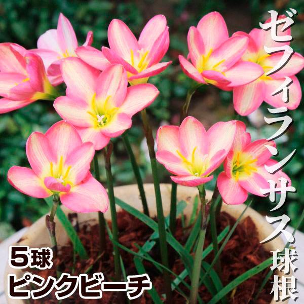 2026年5月】ゼフィランサス（花の球根）のおすすめ人気ランキング