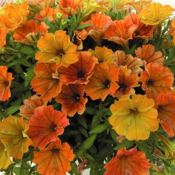 花苗 ペチュニア オレンジｎｅｏ 2株 国華園 P2 0018 花と緑 国華園 通販 Yahoo ショッピング