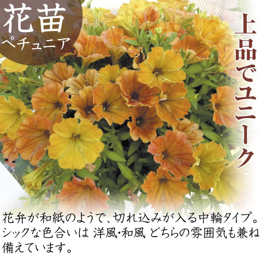 花苗 ペチュニア オレンジｎｅｏ 2株 国華園 P2 0018 花と緑 国華園 通販 Yahoo ショッピング