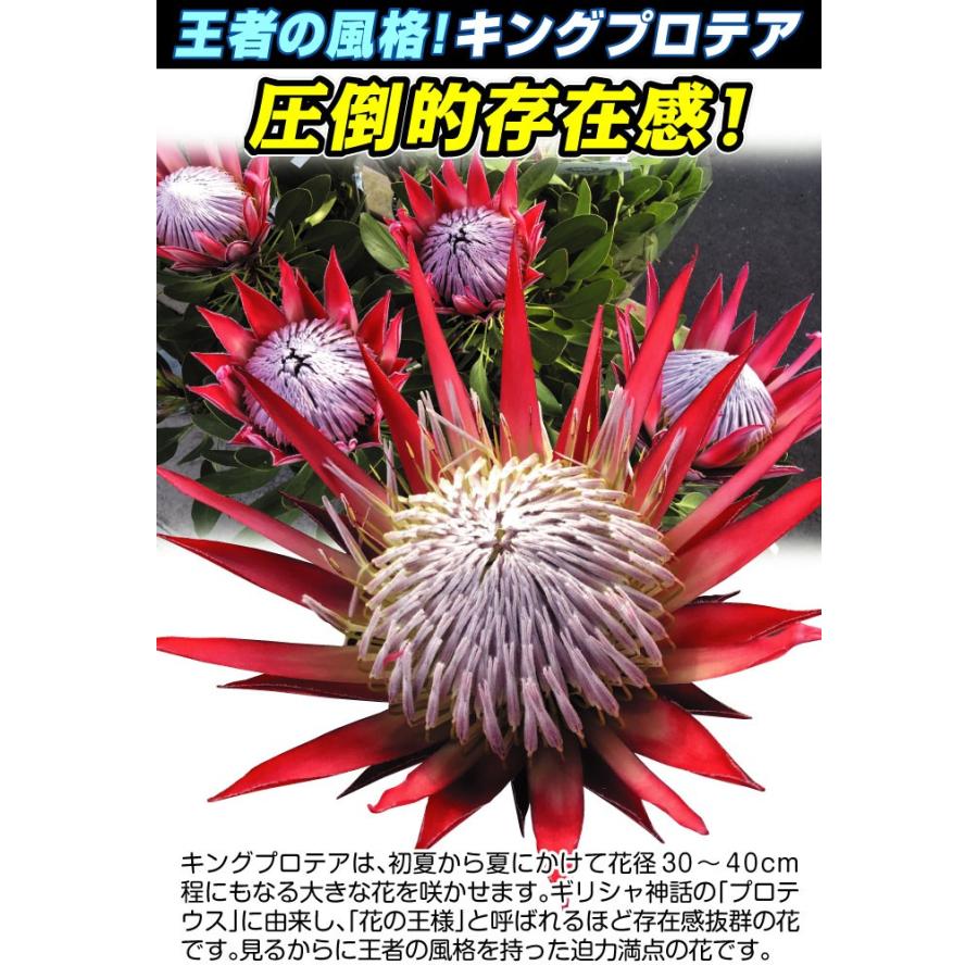 花苗 プロテア キングプロテア1株 : 花と緑 国華園 - 通販 - Yahoo