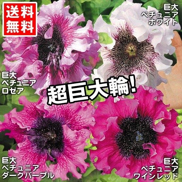 ペチュニア 苗 超巨大輪ペチュニアセット 4種8株 ペチュニアの苗 花苗 国華園 P2 0059 花と緑 国華園 通販 Yahoo ショッピング