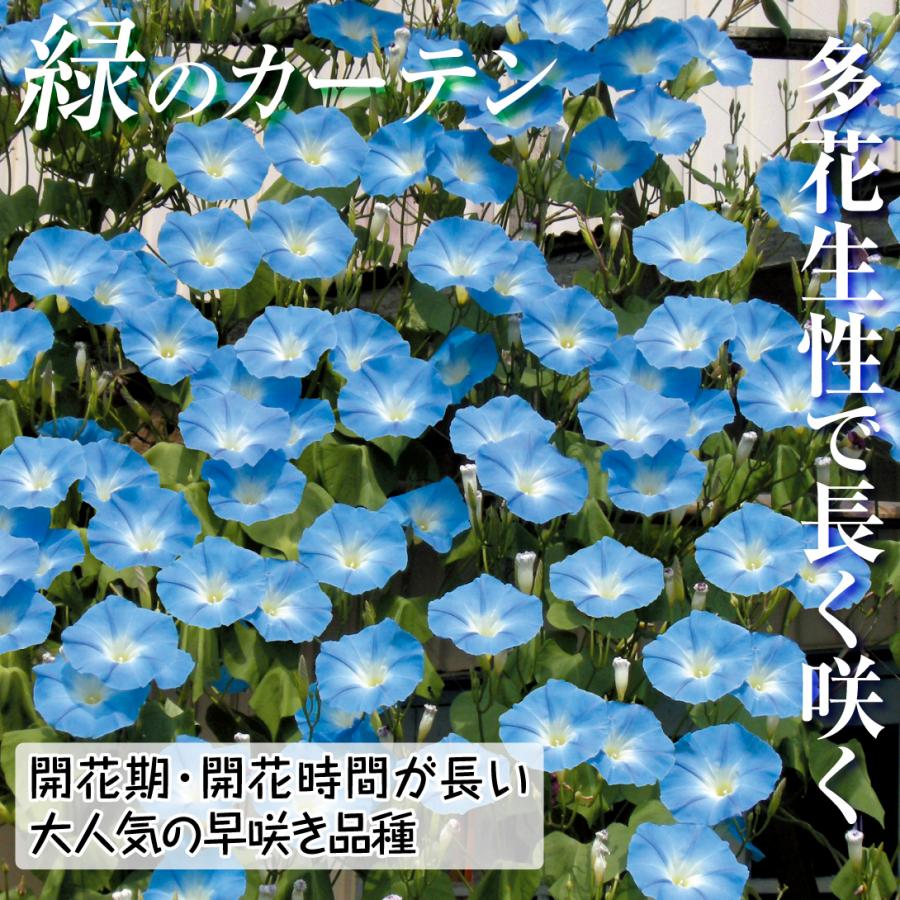 花苗 西洋アサガオ 天上の蒼 3株 花の苗 / 西洋朝顔 つる性植物 : 花と