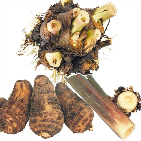 里芋 種芋 唐の芋 八ツ頭 親芋 セット 2種1kg さといも 里イモ 種いも タネイモ 家庭菜園 自給自足 球根 国華園 P3 0008 花と緑 国華園 通販 Yahoo ショッピング