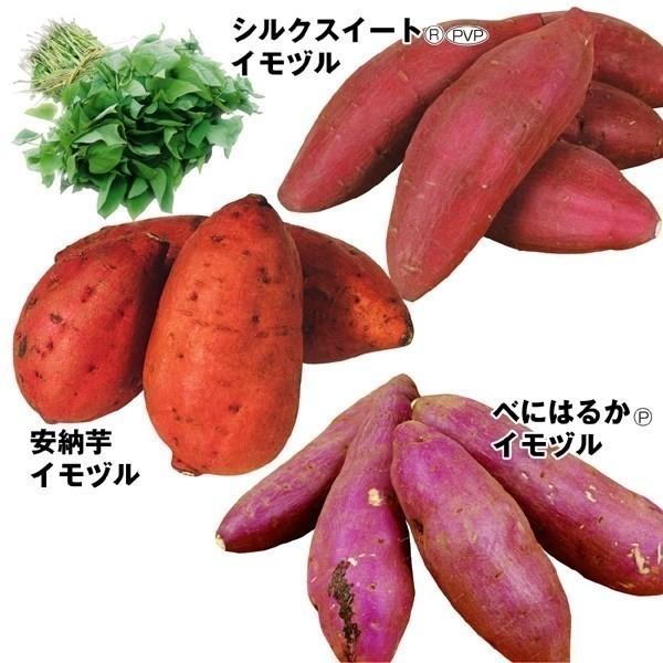 さつまいも 国華園 サツマイモの苗 お買得銘品イモヅルセット 薩摩芋 3種600本 苗づる 花と緑 家庭菜園 イモヅル 家庭菜園 大人気さつまいもイモヅルセット P3 0052 花と緑 苗 国華園 挿し穂