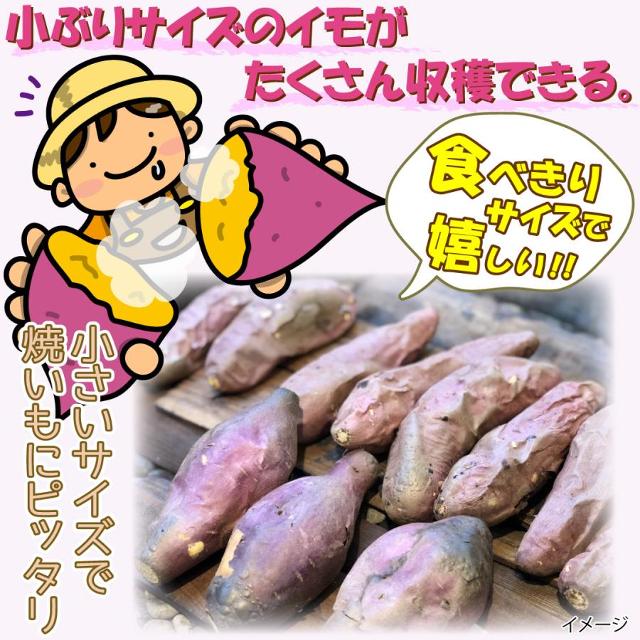 イモヅル 芋づる すずほっくりPVPイモヅル50本 / さつまいもの苗