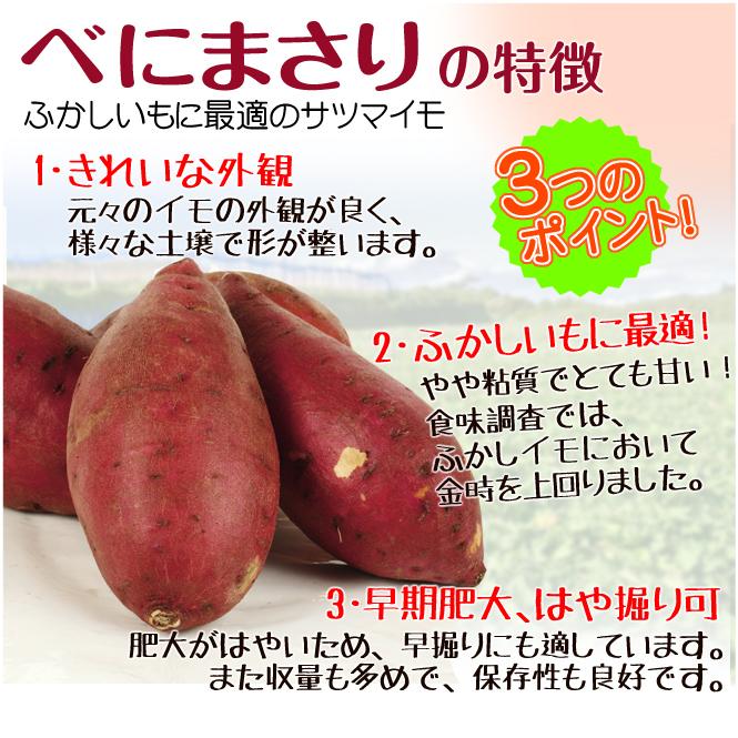 イモヅル 芋づる べにまさりPVPイモヅル50本 / さつまいもの苗