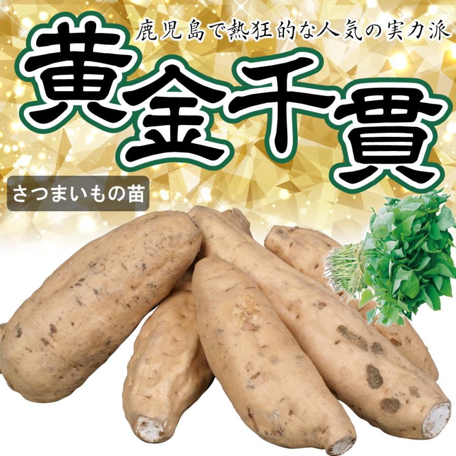 イモヅル 芋づる 黄金千貫50本 / さつまいもの苗 サツマイモの苗 家庭