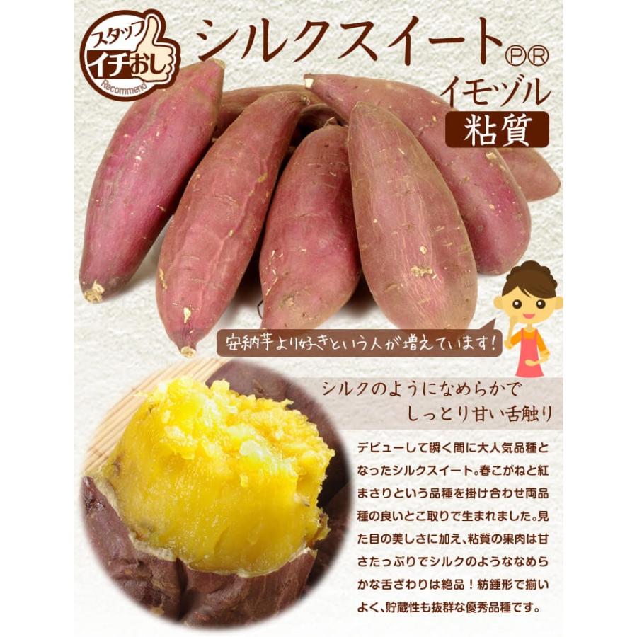 国華園 イモヅル 芋づる バイオ苗シルクスイート(R)PVPイモヅル20本