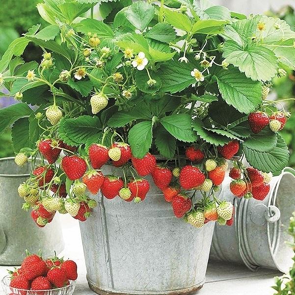 いちご苗 すずなりいちご 6株 苺苗 ストロベリー 家庭菜園 自給自足 国華園 P3 00 花と緑 国華園 通販 Yahoo ショッピング