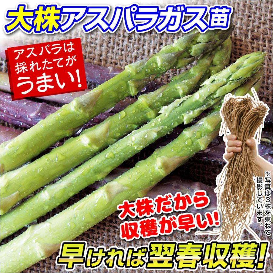 大株アスパラガス苗 ウェルカム 4株 アスパラガスの苗 アスパラ 家庭菜園 自給自足 国華園 有用植物苗 P3 0107 花と緑 国華園 通販 Yahoo ショッピング
