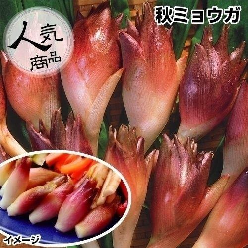 大割引 ５月１７日現在まだ芽が出ておりません みょうが苗 野菜 Madmex Co Nz