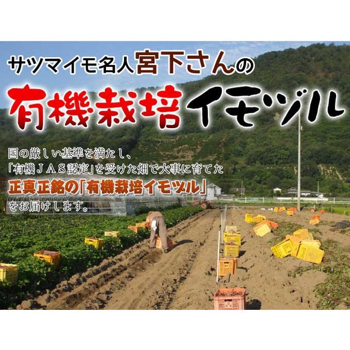 イモヅル 芋づる 宮下さんのハロウィンスウィートPVPイモヅル25本
