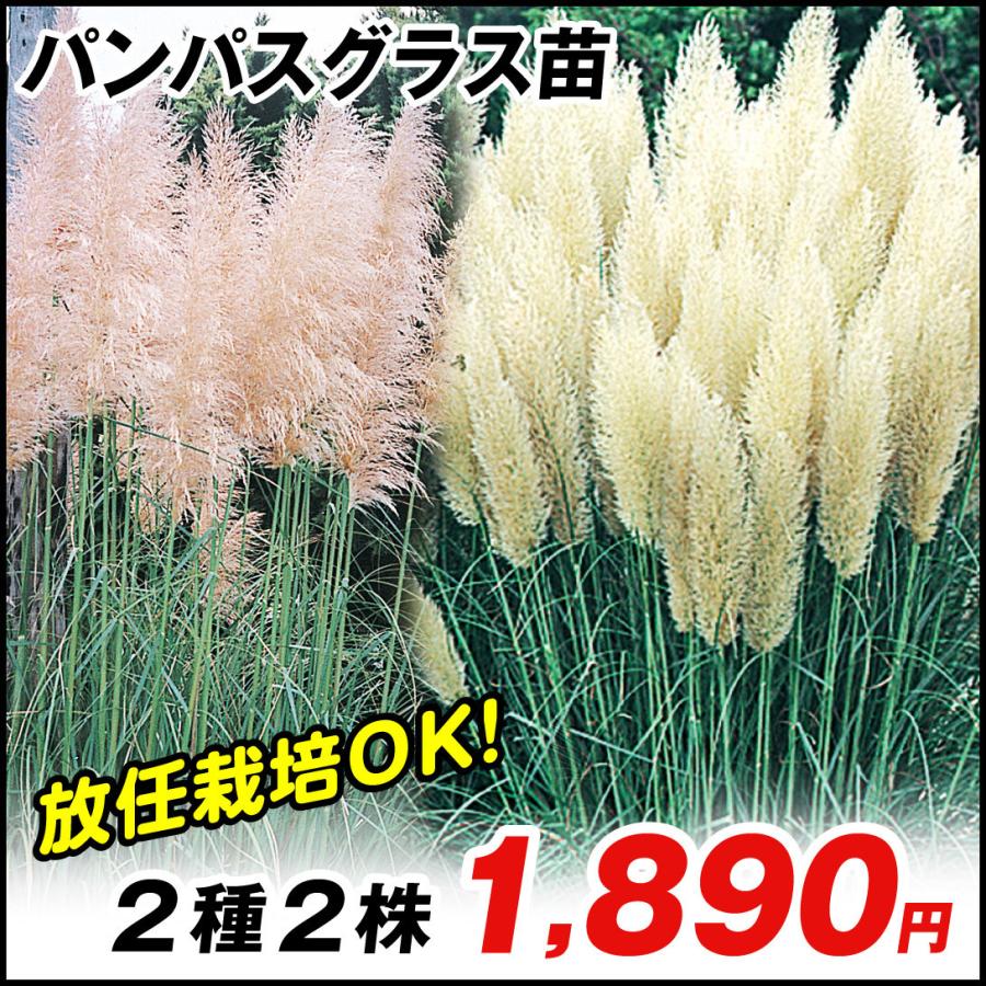パンパスグラス 苗 パンパスグラスセット 2種2株 花苗 パンパスグラスの苗 国華園 P4 0022 花と緑 国華園 通販 Yahoo ショッピング