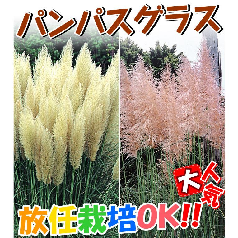 パンパスグラス 苗 パンパスグラスセット 2種2株 花苗 パンパスグラスの苗 国華園 P4 0022 花と緑 国華園 通販 Yahoo ショッピング
