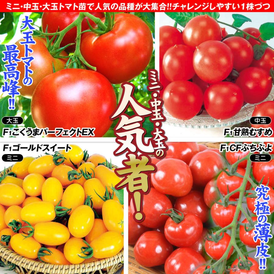 接木野菜苗 接木人気トマト苗お試しセット 4種4株 送料無料｜kokkaen｜03