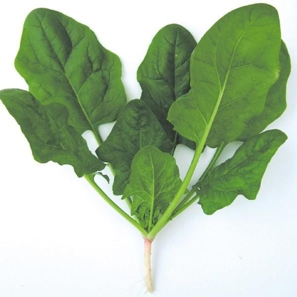 種 野菜たね ホウレンソウ ノーベルほうれん草 1袋 50ml 野菜のタネ 野菜 種子 ほうれん草 法蓮草 ほうれんそう ホーレンソウ 国華園 P6 0003 花と緑 国華園 通販 Yahoo ショッピング