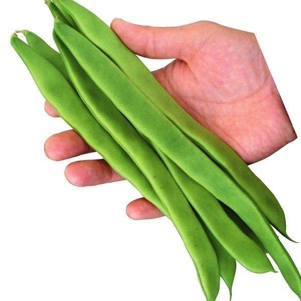 種 野菜たね インゲン ジャンボスター 1袋 30ml 野菜のタネ 種子 国華園 ギフト プレゼント ご褒美 Ytc109 野菜 豆 いんげんまめ 隠元豆