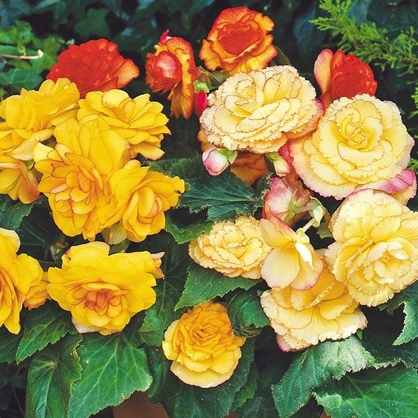 種 花たね 球根ベゴニア F1オントップ サンセットシェードミックス 1袋 15粒 花のタネ 花 種子 タネ ベゴニアの女王 寄せ植え ハンギング 国華園 P7 0029 花と緑 国華園 通販 Yahoo ショッピング