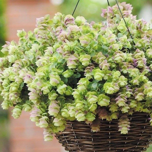 種 花たね 観賞用オレガノ ミルフィーユリーフ 1袋 粒 花のタネ 花 種子 タネ 寄せ植え 鉢植え 花壇 国華園 P7 0049 花と緑 国華園 通販 Yahoo ショッピング