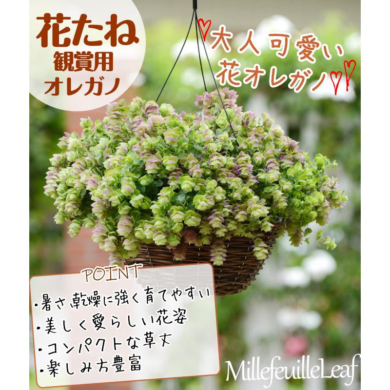 種 花たね 観賞用オレガノ ミルフィーユリーフ 1袋 粒 花のタネ 花 種子 タネ 寄せ植え 鉢植え 花壇 国華園 P7 0049 花と緑 国華園 通販 Yahoo ショッピング