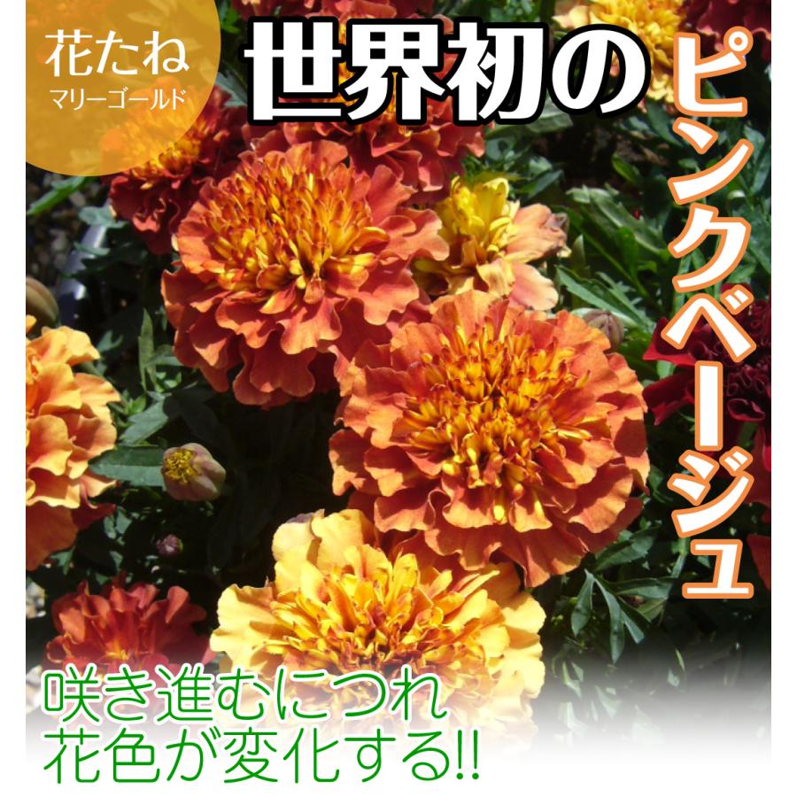フレンチマリーゴールド 花たね ストロベリーブロンド 1袋 35粒 種 P7 0051 花と緑 国華園 通販 Yahoo ショッピング